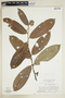 Couepia caryophylloides Benoist, SURINAME, B. Maguire 54368, F