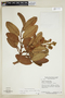 Couepia grandiflora (Mart. & Zucc.) Benth. ex Hook. f., Brazil, G. T. Prance 59043, F