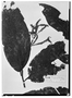 Field Museum photo negatives collection; Wien specimen of Triplaris purdiei Meisn., BRITISH GUIANA [Guyana], Schomburgk, Syntype, W