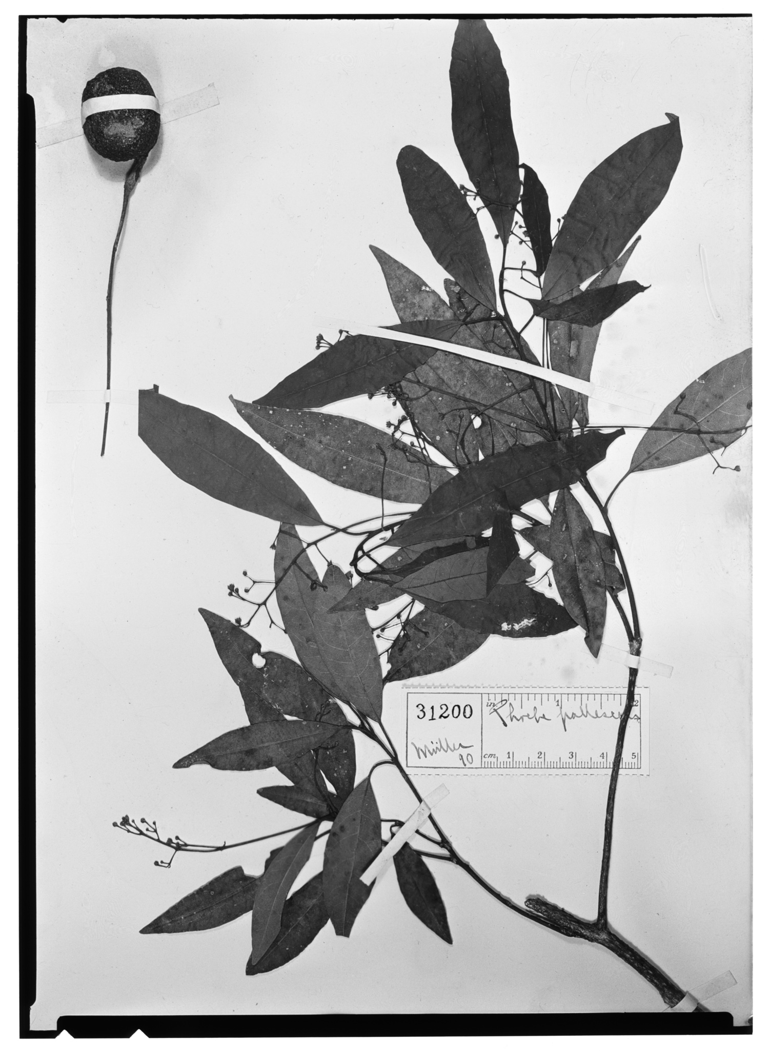 Persea pallescens image