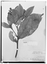 Field Museum photo negatives collection; Wien specimen of Ocotea salvinii Mez, GUATEMALA, O. Salvin, Type [status unknown], W