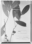Field Museum photo negatives collection; Wien specimen of Guatteria laevigata Mart., BRAZIL, E. F. Poeppig 2638, Holotype, W