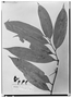 Field Museum photo negatives collection; Wien specimen of Anaxagorea brachycarpa R. E. Fr., BRAZIL, R. Spruce 3291, Type [status unknown], W