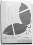 Field Museum photo negatives collection; Wien specimen of Gnetum nodiflorum Brongn., FRENCH GUIANA, P. A. Poiteau, Type [status unknown], W