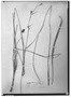 Field Museum photo negatives collection; Wien specimen of Rhynchospora macrochaeta Steud. ex Boeckeler, PERU, W. Lechler 1819, Type [status unknown], W