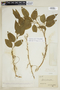 Agonandra brasiliensis Miers ex Benth. & Hook. f. subsp. brasiliensis, BRAZIL, E. H. Snethlage 356, F