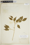 Agonandra brasiliensis Miers ex Benth. & Hook. f. subsp. brasiliensis, BRAZIL, J. E. B. Warming 687, F