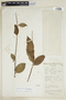 Agonandra brasiliensis Miers ex Benth. & Hook. f., BRAZIL, Capucho 561, F