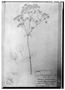 Field Museum photo negatives collection; Wien specimen of Colignonia biumbellata Ball, PERU, J. Ball, Type [status unknown], W