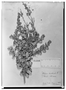 Field Museum photo negatives collection; Wien specimen of Atriplex deserticola Phil., CHILE, R. A. Philippi, Type [status unknown], W