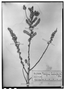 Field Museum photo negatives collection; Wien specimen of Atriplex microphylla Phil., CHILE, R. A. Philippi, Type [status unknown], W
