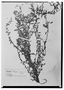 Field Museum photo negatives collection; Wien specimen of Atriplex prostatum Phil., CHILE, R. A. Philippi, Type [status unknown], W
