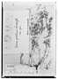 Field Museum photo negatives collection; Wien specimen of Iresine gracillima Suess., GUATEMALA, E. R. von Friedrichsthal 382, Type [status unknown], W
