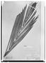 Field Museum photo negatives collection; Wien specimen of Polyandrococos caudescens (Mart.) Barb. Rodr., BRAZIL, J. B. E. Pohl, Type [status unknown], W