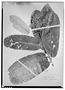 Field Museum photo negatives collection; Wien specimen of Couepia schottii Fritsch, BRAZIL, H. W. Schott, Holotype, W