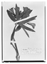 Field Museum photo negatives collection; Wien specimen of Collania zahlbrucknerae Kraenzl., ECUADOR, W. Jameson 164, Type [status unknown], W