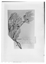 Field Museum photo negatives collection; Wien specimen of Myrtus nivea O. Berg, URUGUAY, F. Sellow, Isotype, W