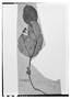 Field Museum photo negatives collection; Wien specimen of Myrtus suffruticosa O. Berg, URUGUAY, F. Sellow, Type [status unknown], W