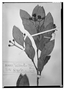 Field Museum photo negatives collection; Wien specimen of Mitranthes ottonis O. Berg, CUBA, E. von Otto 272, Type [status unknown], W