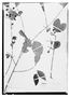 Field Museum photo negatives collection; Wien specimen of Calyptropsidium friedrichsthalianum O. Berg, NICARAGUA, E. R. von Friedrichsthal 932, Holotype, W