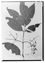 Field Museum photo negatives collection; Wien specimen of Myrcia berberis var. angustifolia O. Berg, BRAZIL, E. F. Poeppig, Holotype, W