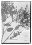 Field Museum photo negatives collection; Wien specimen of Myrcia canescens O. Berg, BRAZIL, J. B. E. Pohl 343, Holotype, W