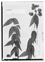Field Museum photo negatives collection; Wien specimen of Myrcia capitata O. Berg, BRAZIL, J. B. E. Pohl 5761, Syntype, W