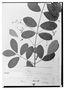 Field Museum photo negatives collection; Wien specimen of Myrcia caracasana Klotzsch ex O. Berg, VENEZUELA, F. Bredemeyer 172, W