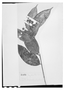 Field Museum photo negatives collection; Wien specimen of Myrcia klotzschiana O. Berg, BRAZIL, F. Sellow, Isotype, W