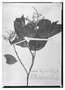 Field Museum photo negatives collection; Wien specimen of Myrcia micrantha O. Berg, BRAZIL, F. Sellow, Isotype, W
