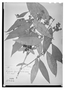 Field Museum photo negatives collection; Wien specimen of Myrcia pohliana O. Berg, BRAZIL, J. B. E. Pohl 1079, Syntype, W