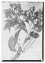 Field Museum photo negatives collection; Wien specimen of Myrcia recurvata var. grandifolia O. Berg, BRAZIL, J. B. E. Pohl 5865, Possible type, W