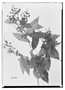 Field Museum photo negatives collection; Wien specimen of Myrcia rufula Miq., BRAZIL, P. C. D. Clausen 1307, Type [status unknown], W