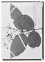 Field Museum photo negatives collection; Wien specimen of Myrcia sartoriana O. Berg, MEXICO, Sartorius, Type [status unknown], W