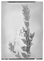 Field Museum photo negatives collection; Wien specimen of Myrcia verticillaris var. multicaulis O. Berg, BRAZIL, F. Sellow 1824, Possible type, W