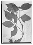 Field Museum photo negatives collection; Wien specimen of Calyptranthes densiflora Poepp. ex O. Berg, PERU, E. F. Poeppig 2019, Holotype, W