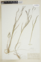 Agrostis scabra Willd., U.S.A., W. Deane, F