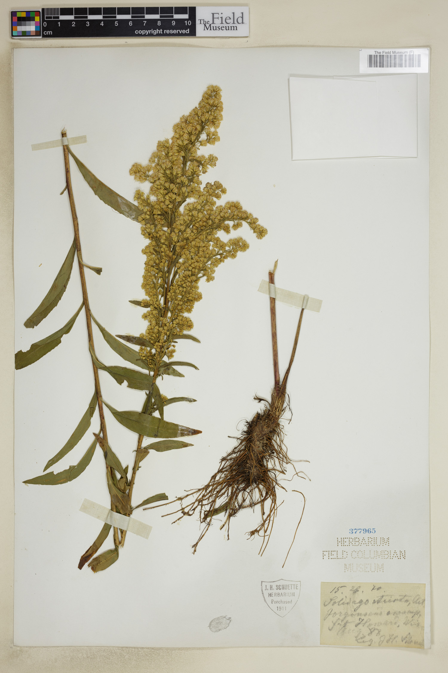 Solidago stricta image