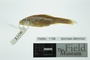 1106:Notropis blennius:6::::Cyprinidae:237:SEM-88A:North America:U.S.A.