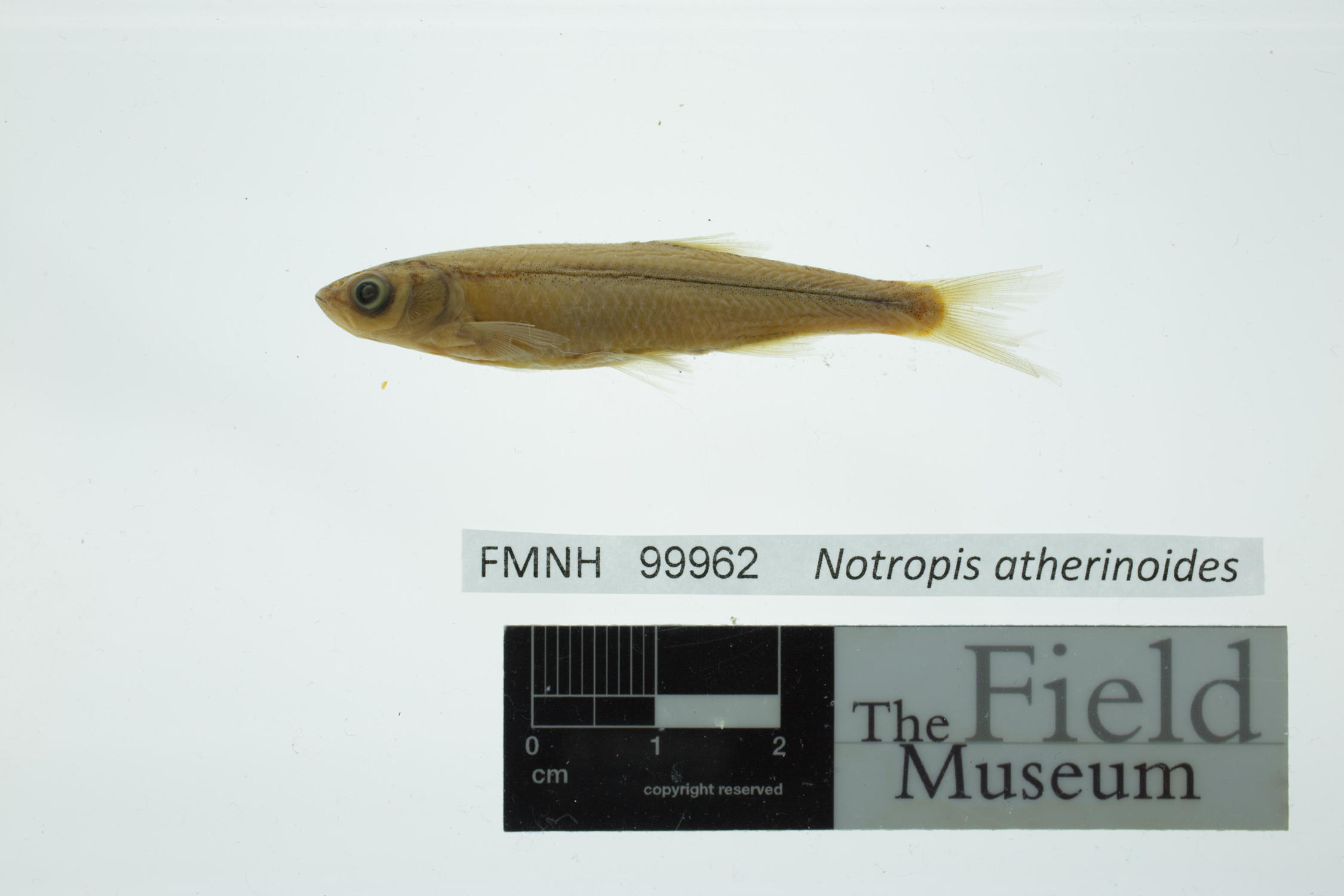 Notropis Atherinoides