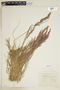 Agrostis stolonifera L., U.S.A., N. C. Fassett 28196, F