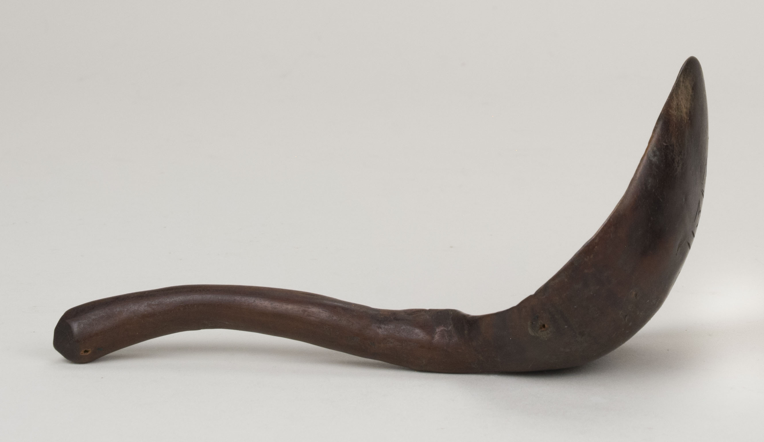 reference image, side view without scale 