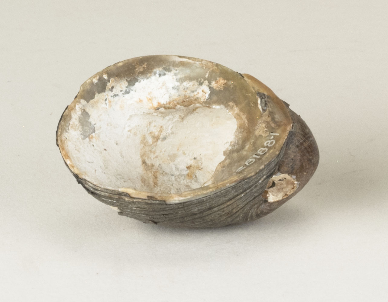 Front view without scale 