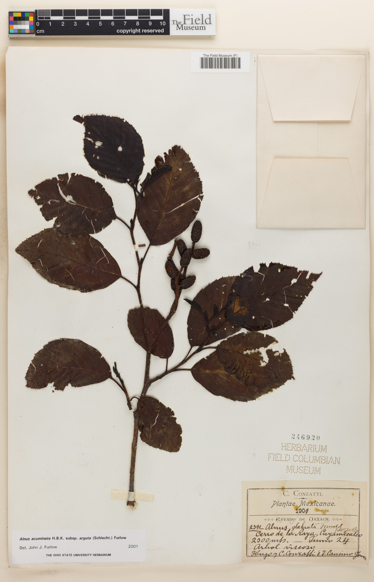 Alnus acuminata image