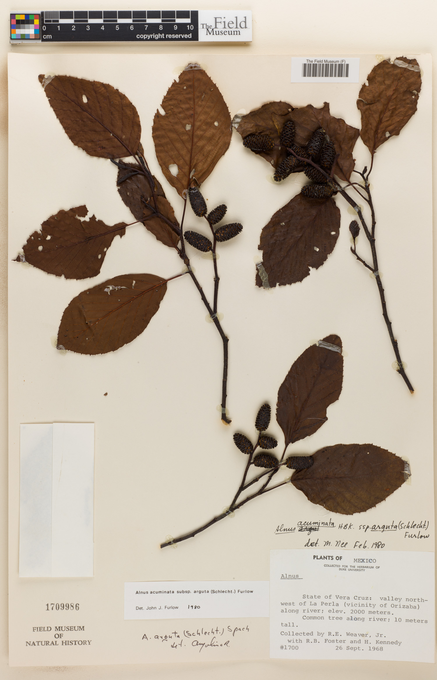 Alnus acuminata image