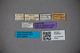 3048634 Oxytelus rhinoceros ST labels IN