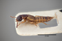 3048634 Oxytelus rhinoceros ST p IN