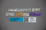 3048645 Oxytelus steelei ST labels IN
