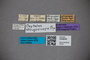 3048646 Oxytelus strigosiceps ST labels IN