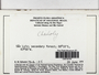Cheilolejeunea (Spruce) Schiffn., BRAZIL, R. M. Schuster 79-4-125, F (Supported by NSF DBI-1458300)
